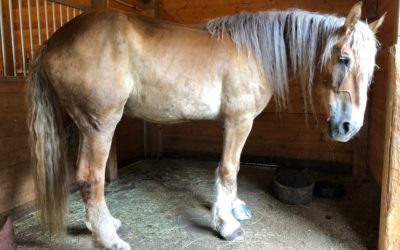 Slim’s Hoof Saga Continues