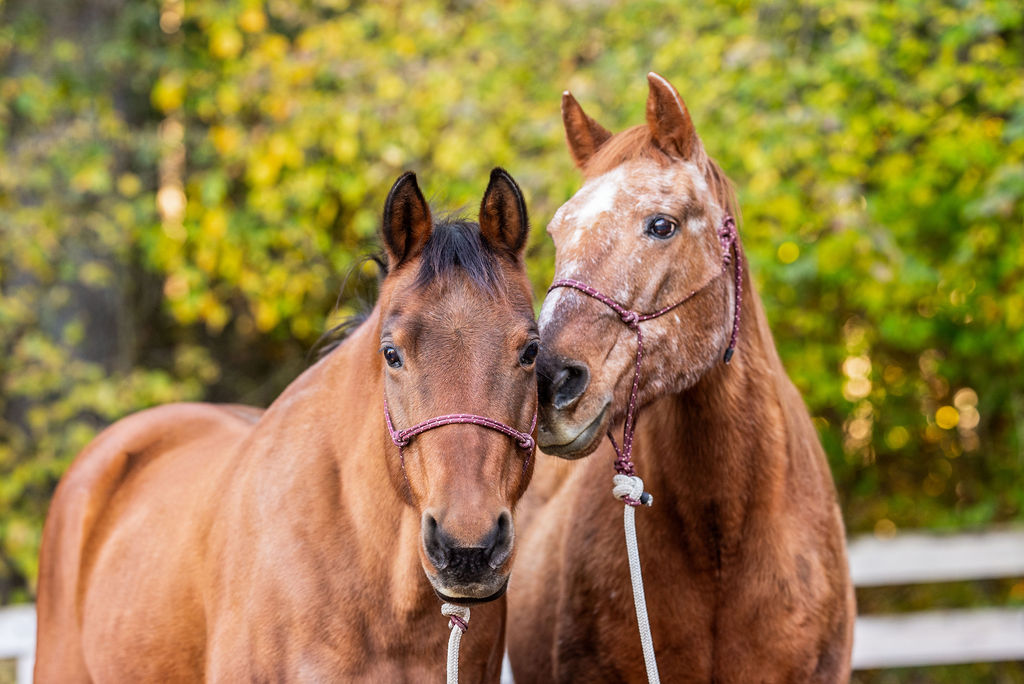 Angel and Renee: A Lifetime of Safety