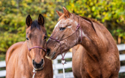 In Praise of the Older Horse