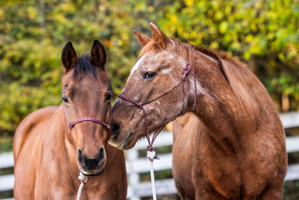 In Praise of the Older Horse