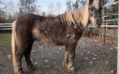 Understanding PPID (Equine Cushing’s Disease)