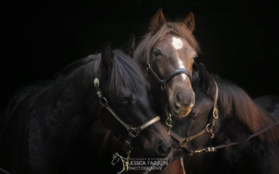 And Just Like That, They’re Yearlings!