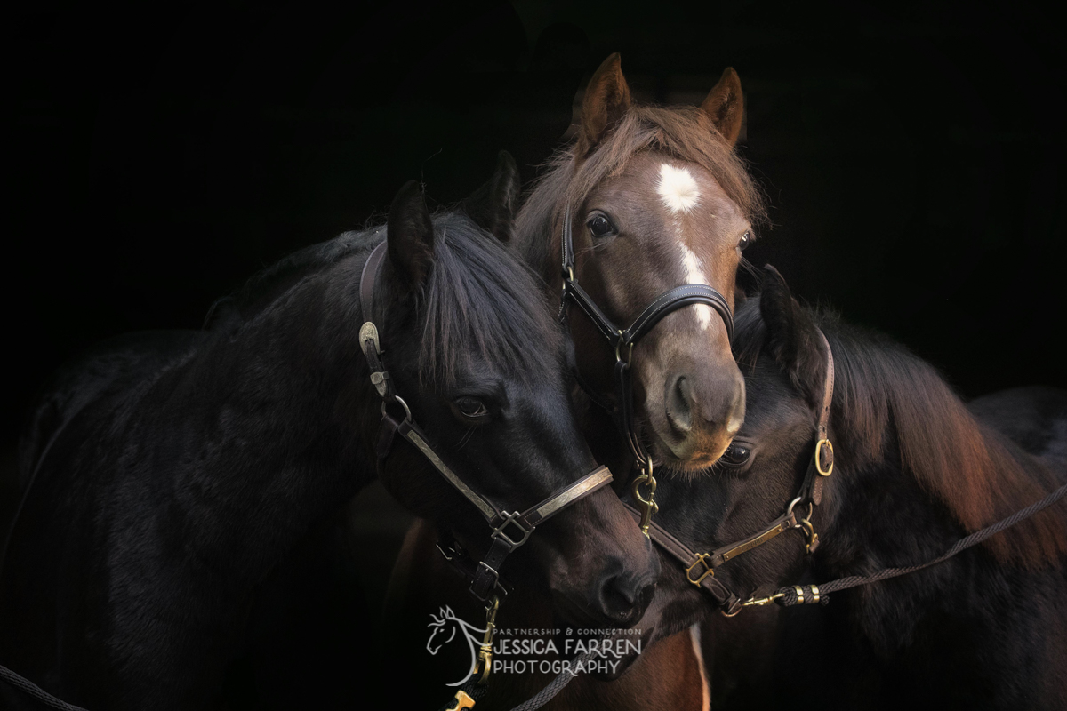 And Just Like That, They’re Yearlings!