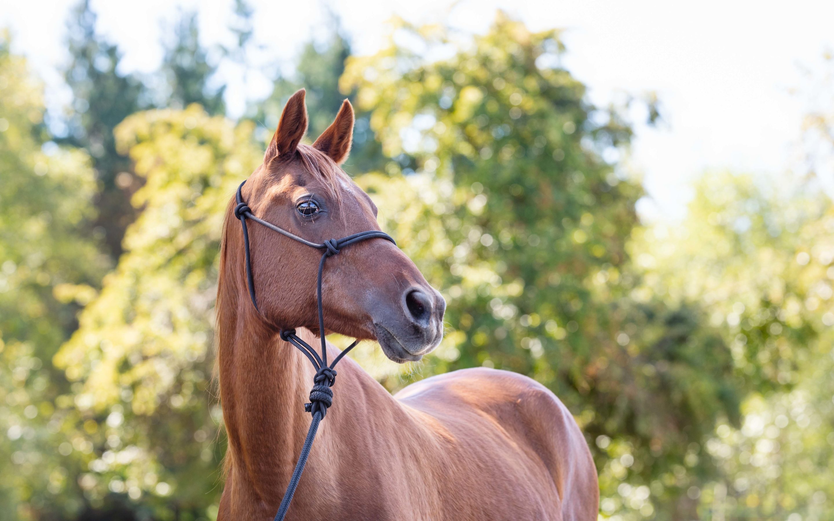 The Limelight Pet Project Features Beauty