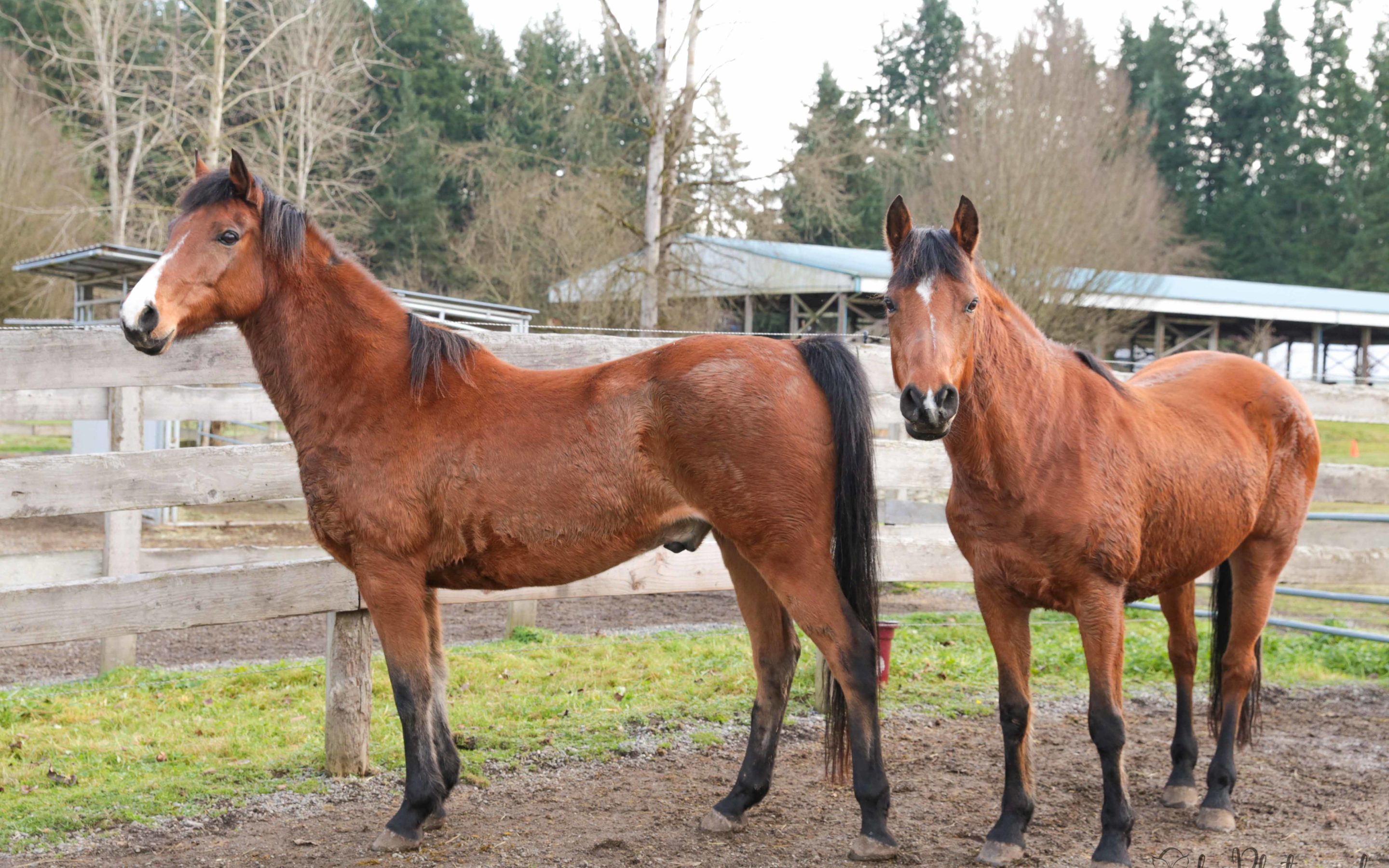 Getting to Know Alder and Pearl