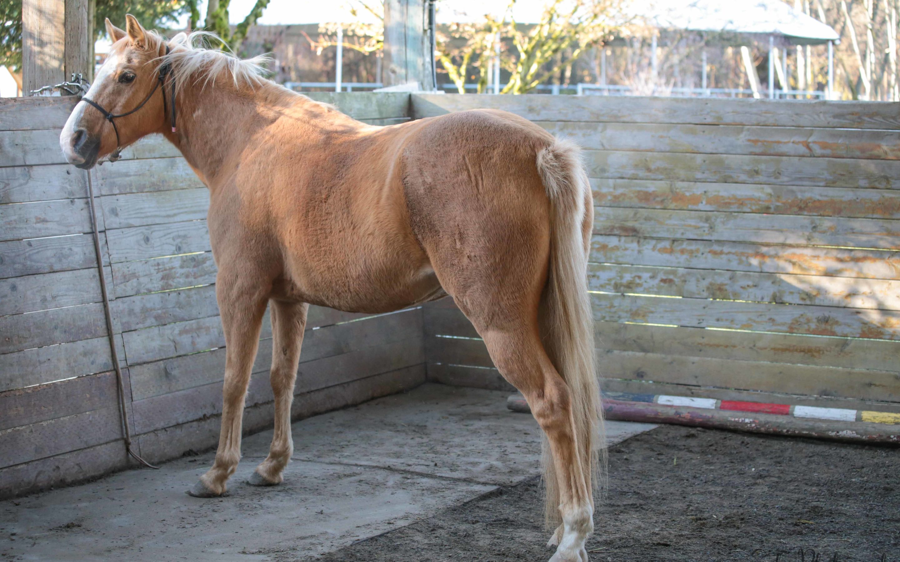 If Horses Could Have Dentures: Amelia’s Dental Update