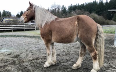 Slim’s Hoof: A Summary and Where We Are Today