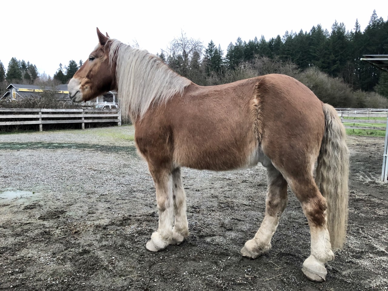 Slim’s Hoof: A Summary and Where We Are Today