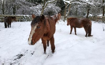 Fall City 40 Horses Update