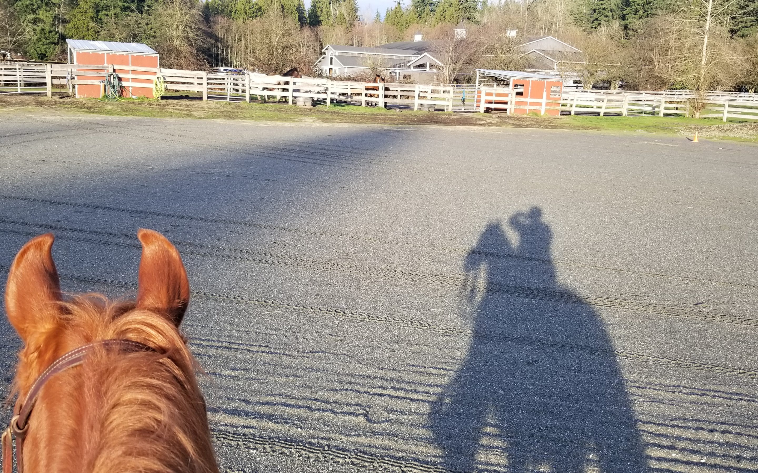 Anderson Horsemanship Update