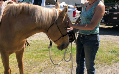 Amelia Under Saddle