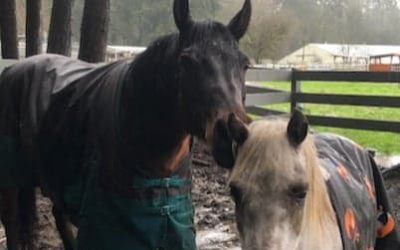 An Unlikely Pair Finds a Forever Home