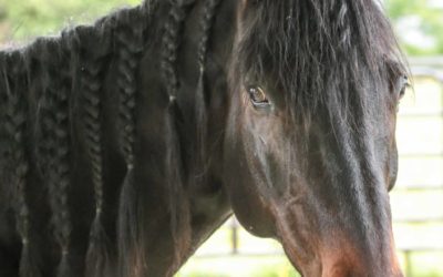 Choosing a Path for Cyrus: Lameness Exam