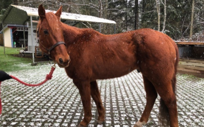 SAFE Alumni Update: Rico