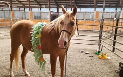 Looking for a Kids’ Horse? Look no further!