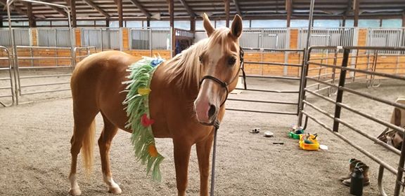 Looking for a Kids’ Horse? Look no further!