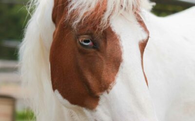 Merry is a Riding Horse!