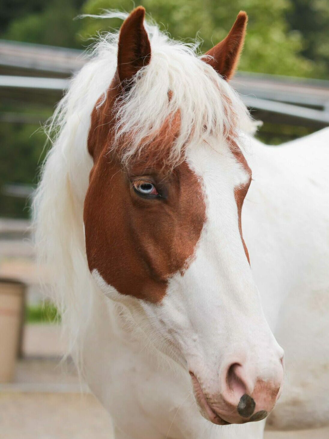 Merry is a Riding Horse!