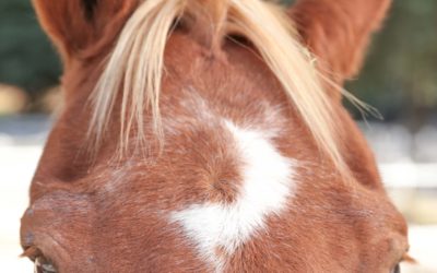 A Sad Goodbye to a Special Horse