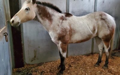Successful Surgery for Flynn