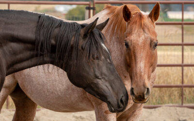 SAFE Standards: Gelding Policy
