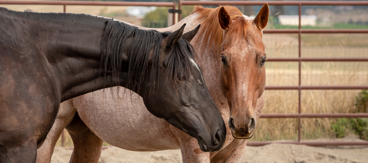 SAFE Standards: Gelding Policy