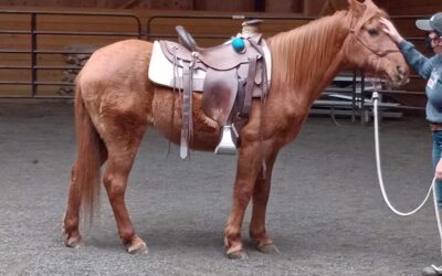 Beauty Under Saddle?