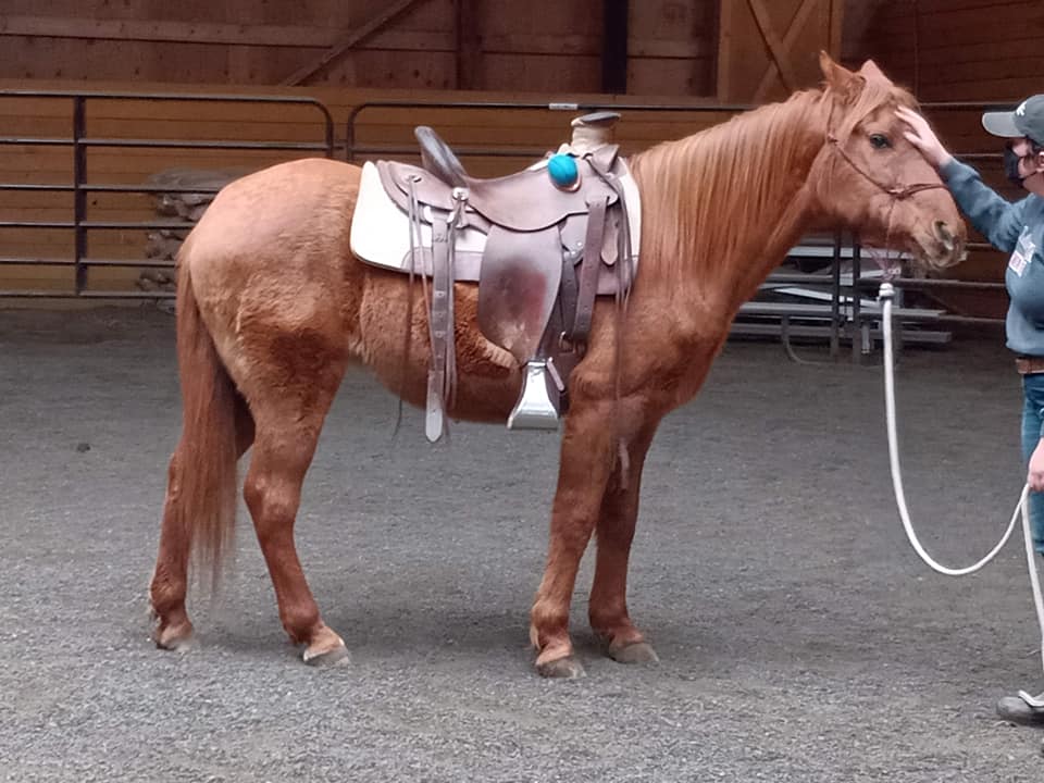 Beauty Under Saddle?