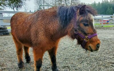 Meet Shortbread and Whisky!