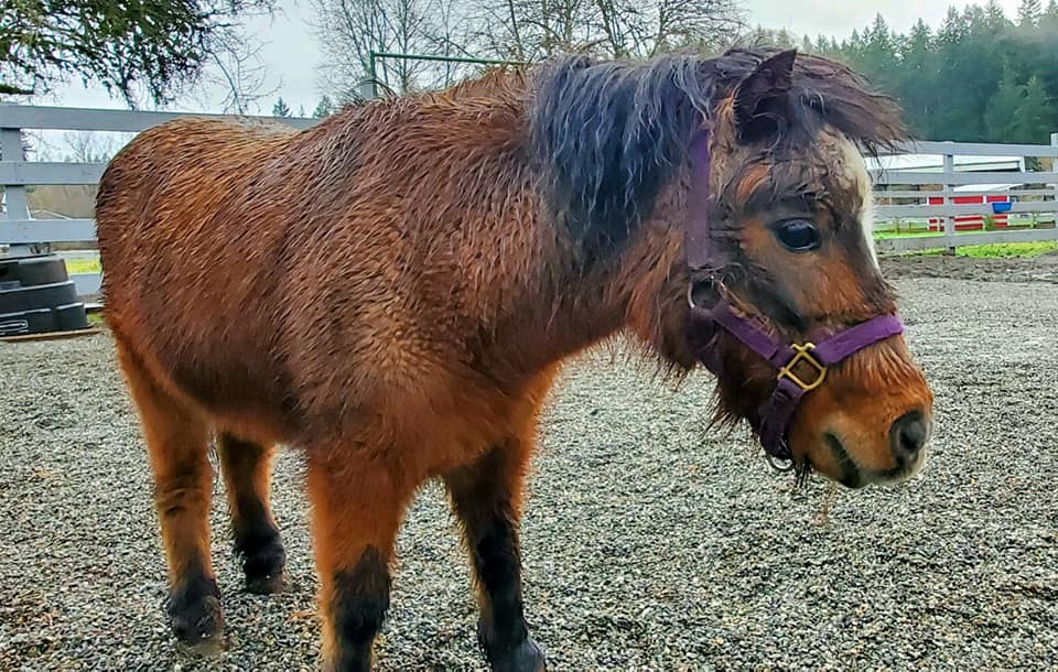 Meet Shortbread and Whisky!