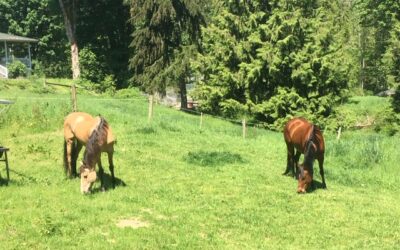 Alumni Update: Willow