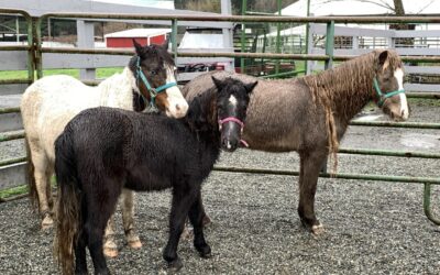 Four new faces (or 16 new hooves) at SAFE