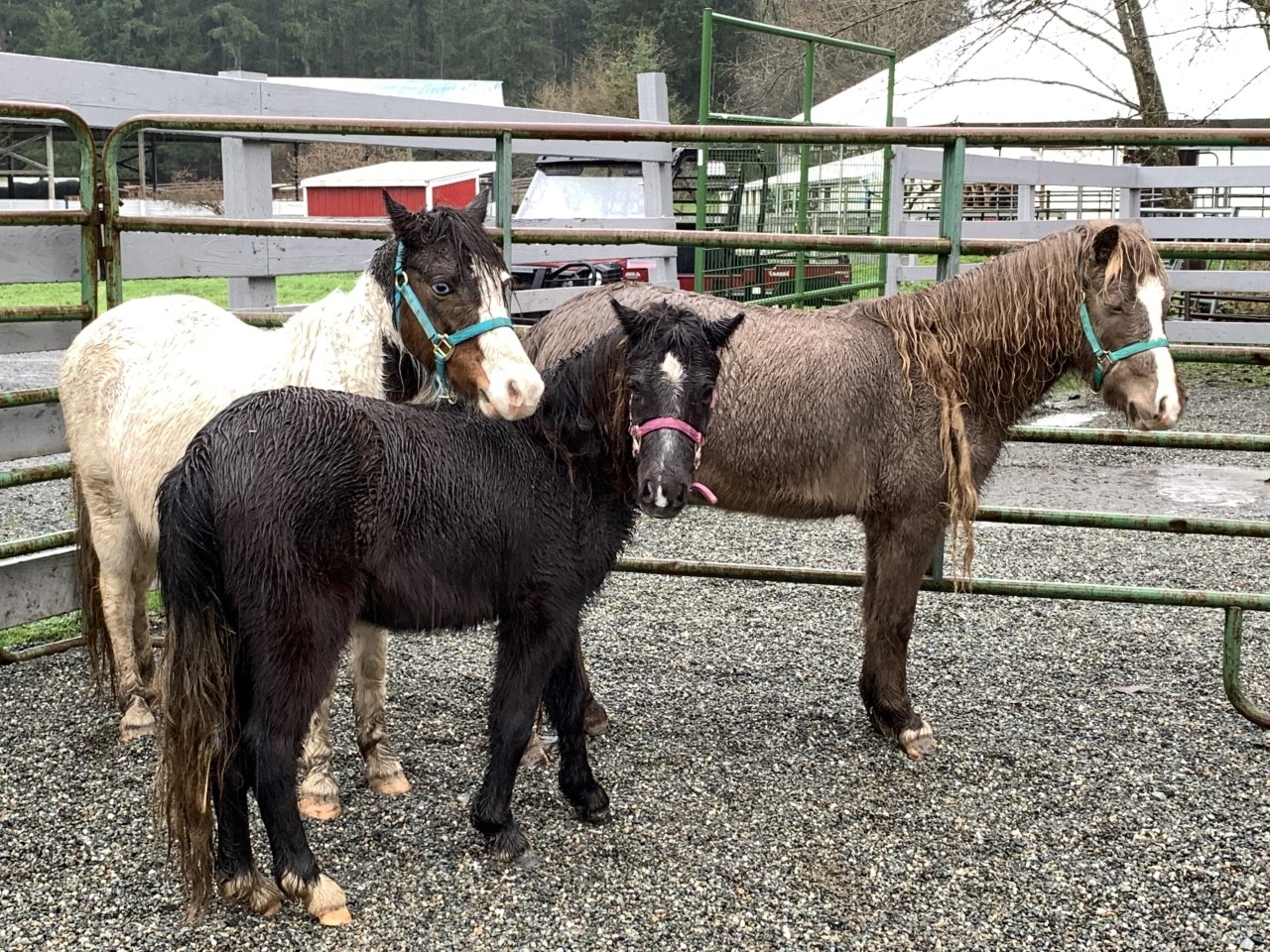 Four new faces (or 16 new hooves) at SAFE