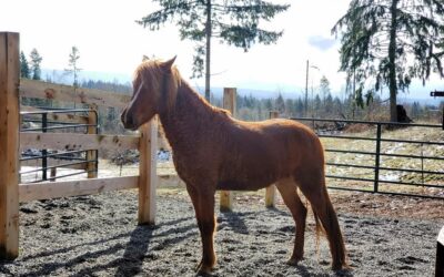 Caramel is off to Foster