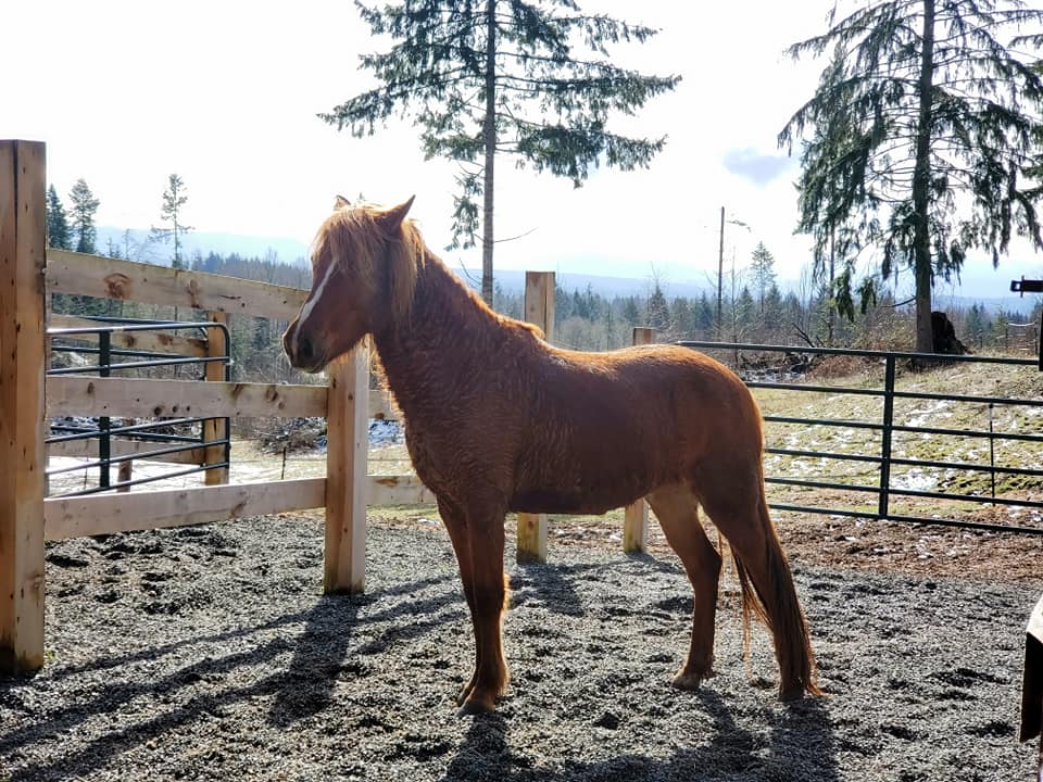 Caramel is off to Foster