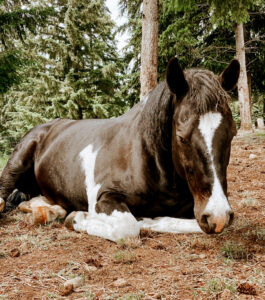 Horse Belly Slapping