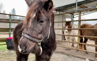 The Three Little Horses