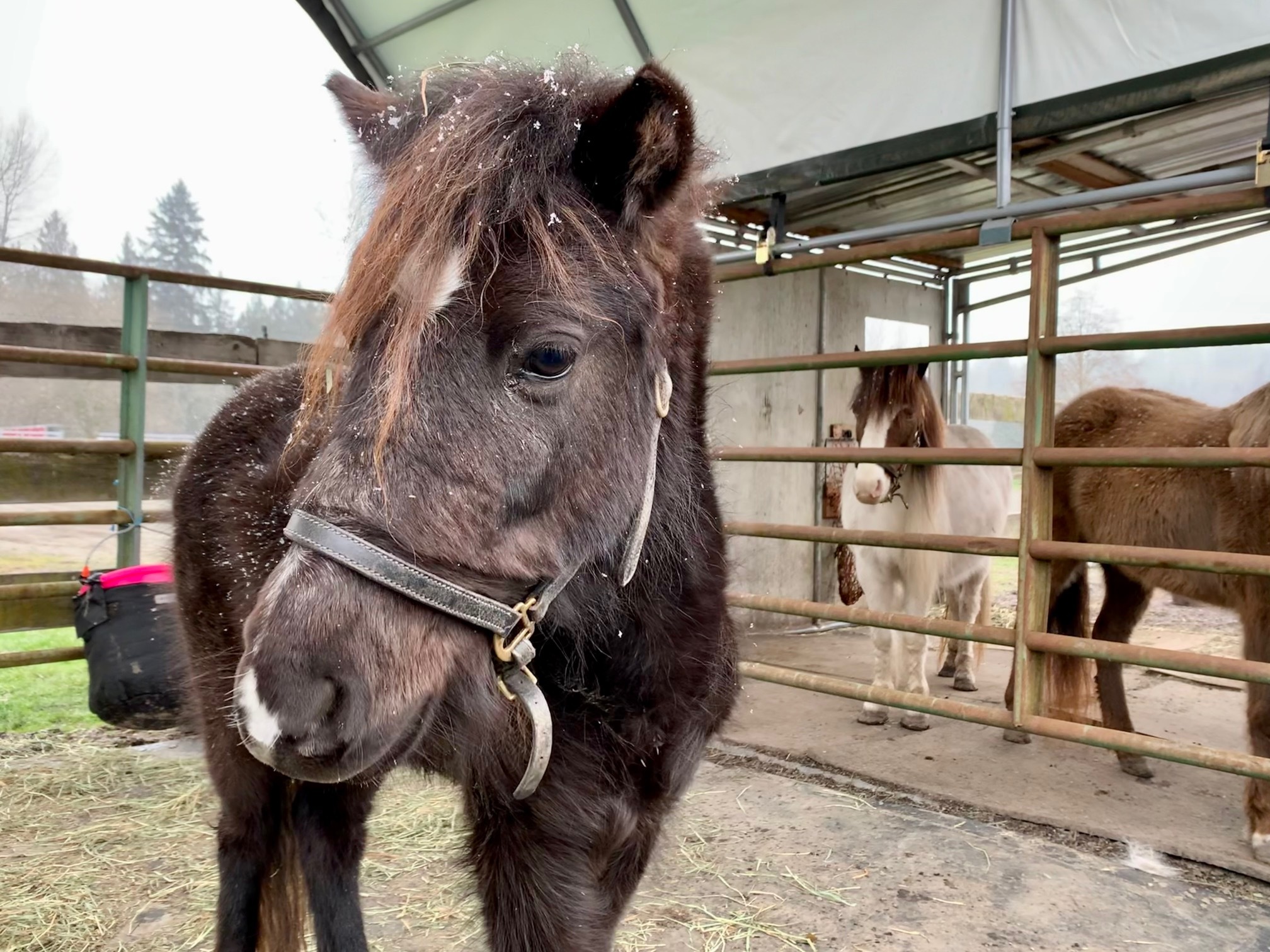 The Three Little Horses