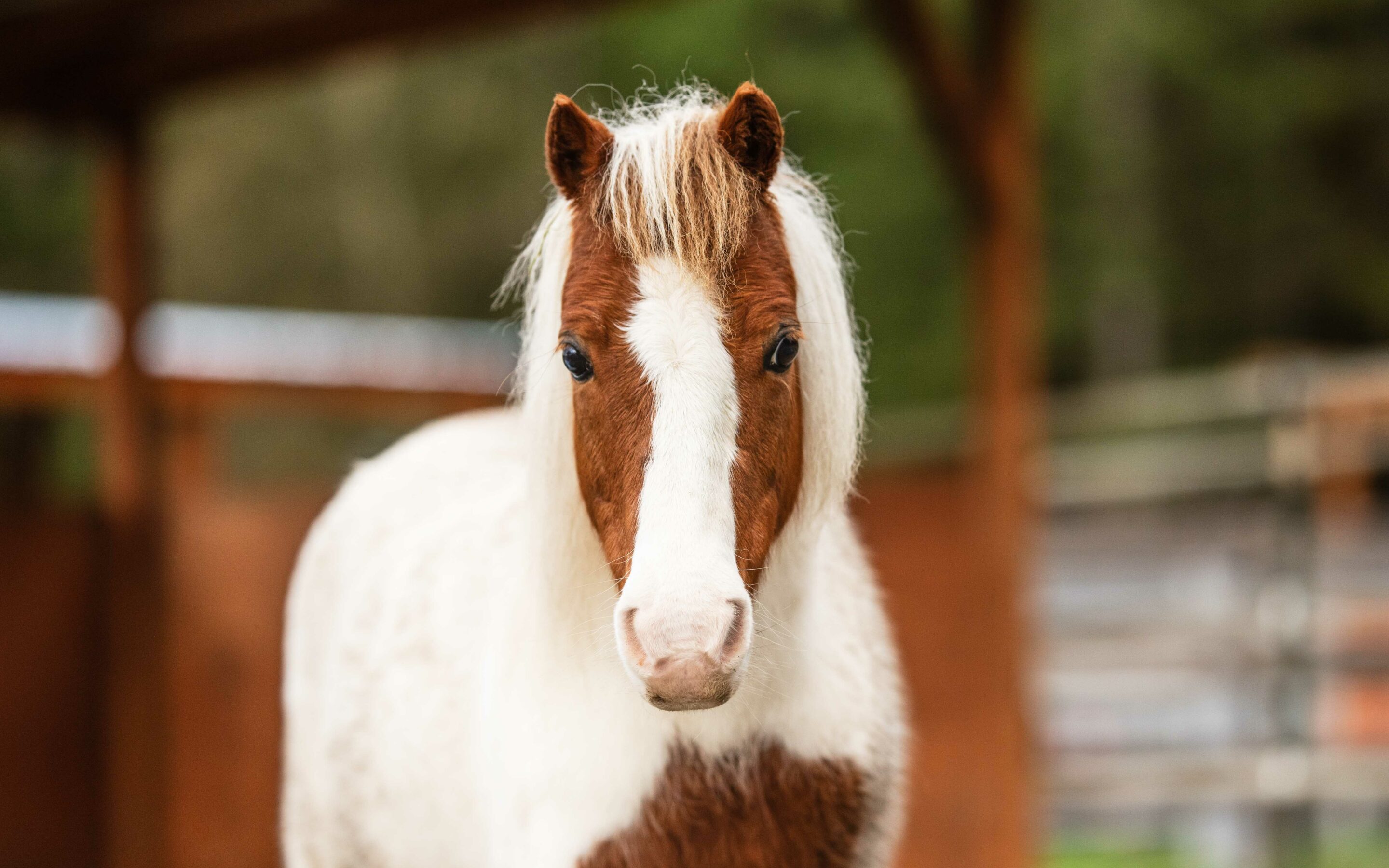 Billy Has Come So Far — Foster Video Update