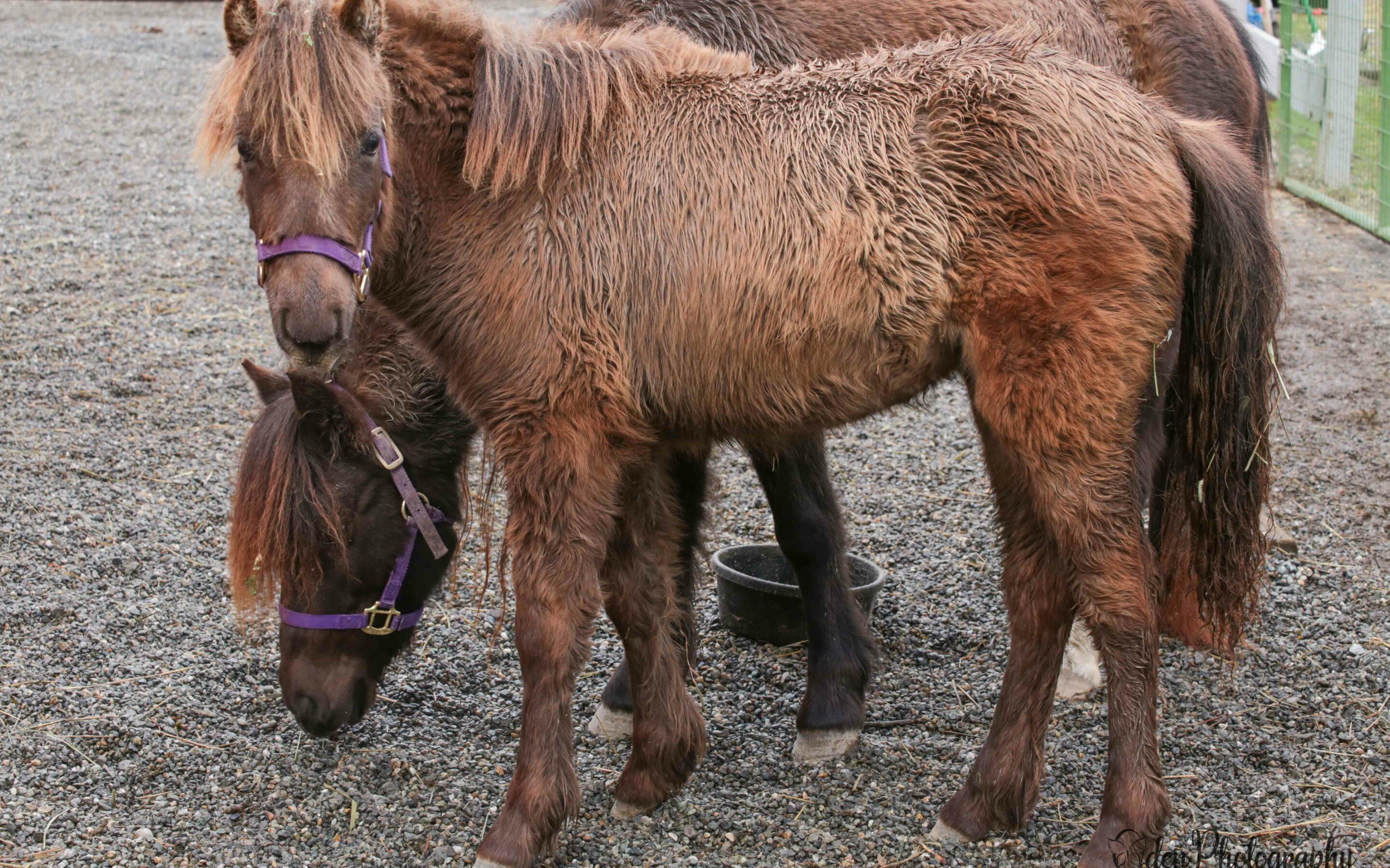 Four (more) new ponies at SAFE