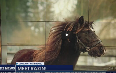 Q13 Pet of the Week: Razin