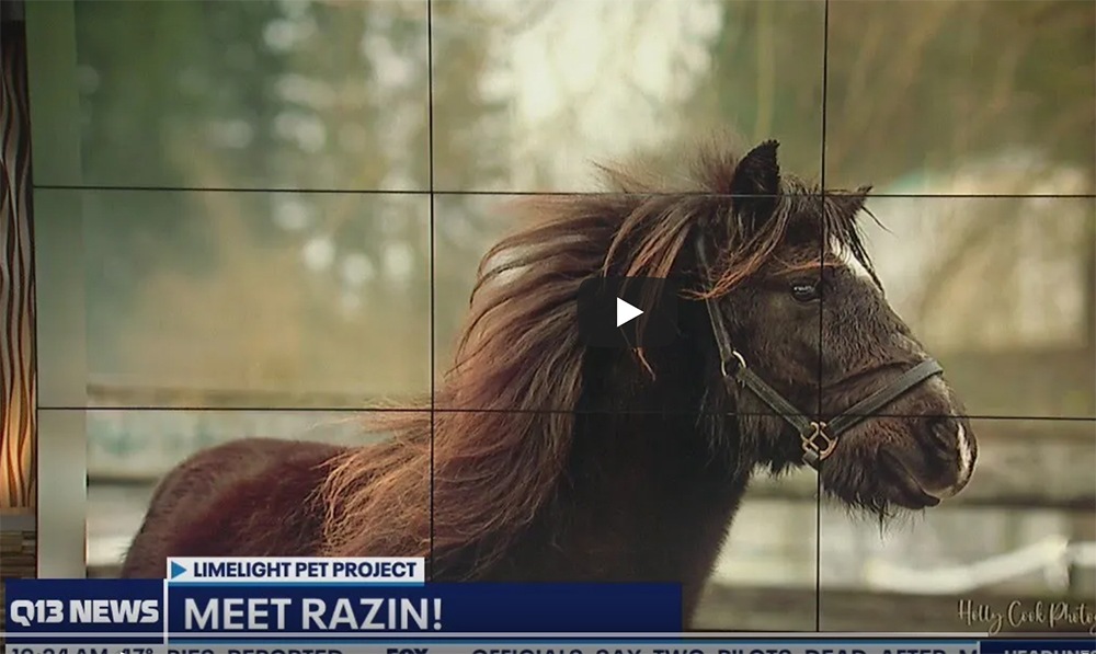 Q13 Pet of the Week: Razin