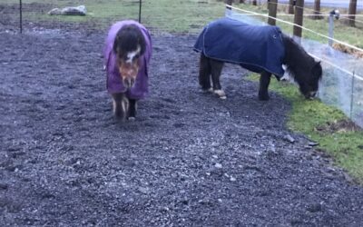 Whisky and Shortbread are Adopted!