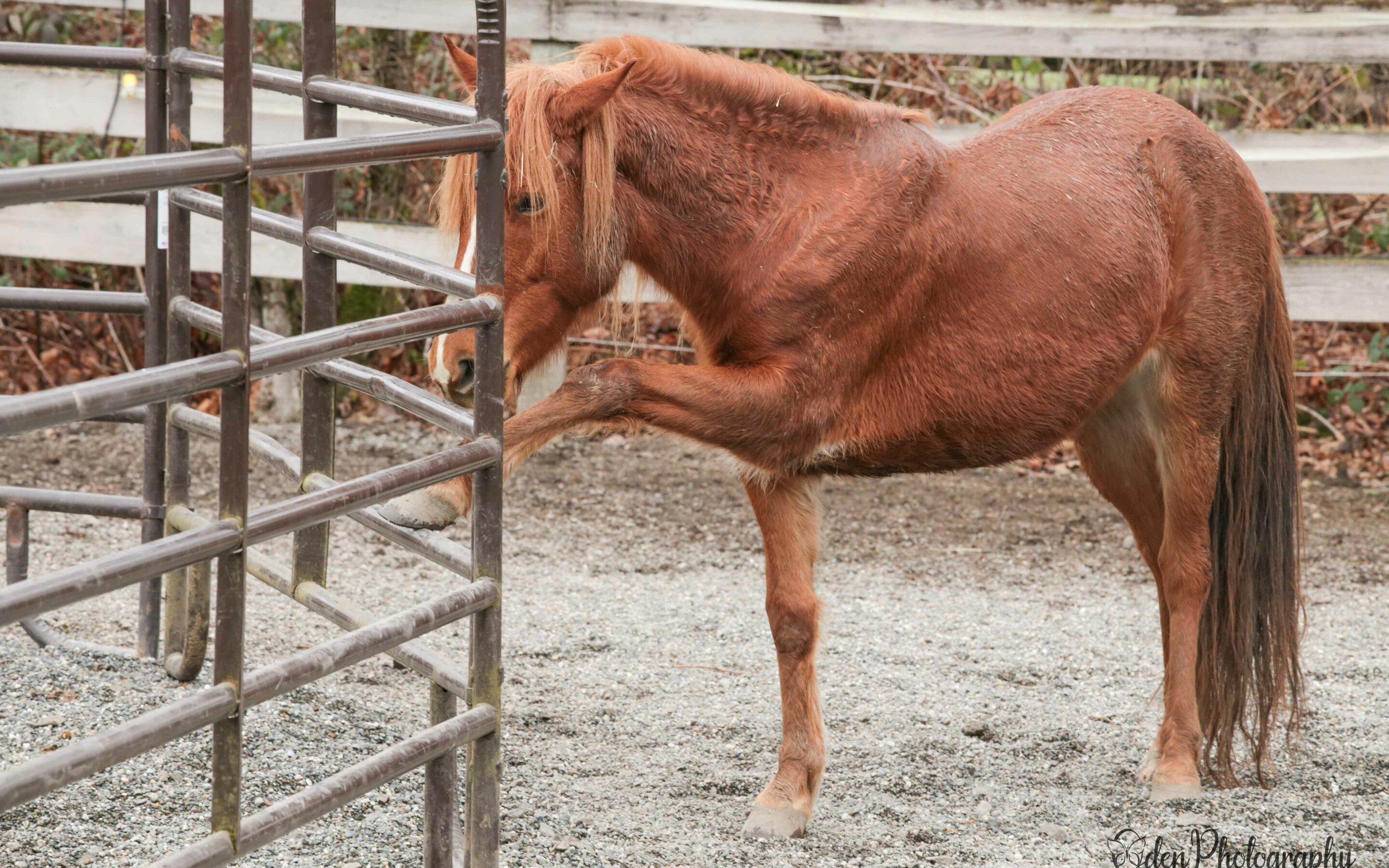 Caramel Learning to Trust