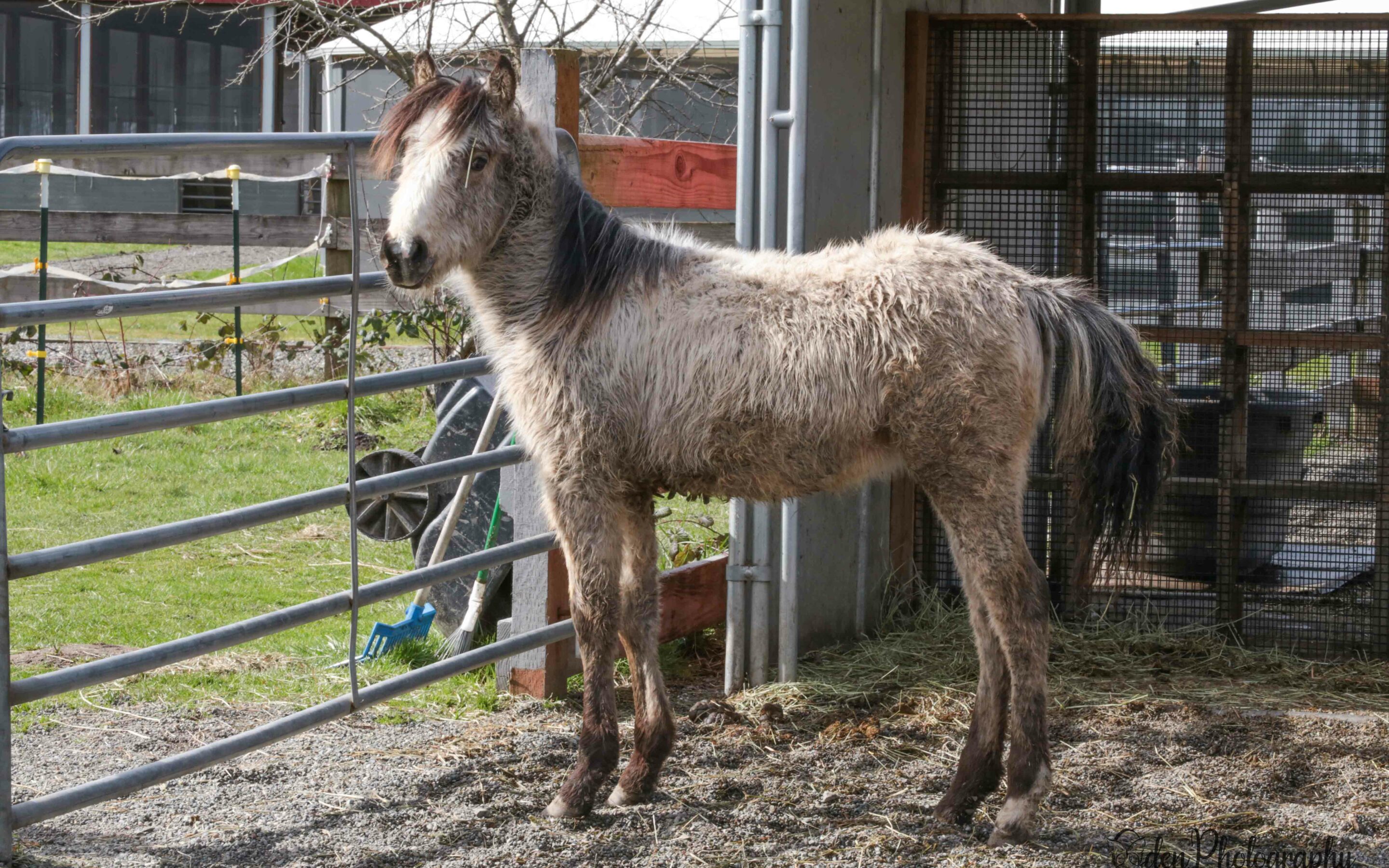 A New Horse at SAFE: meet Frosting!