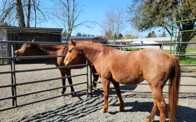 Meet Lucca and Aries