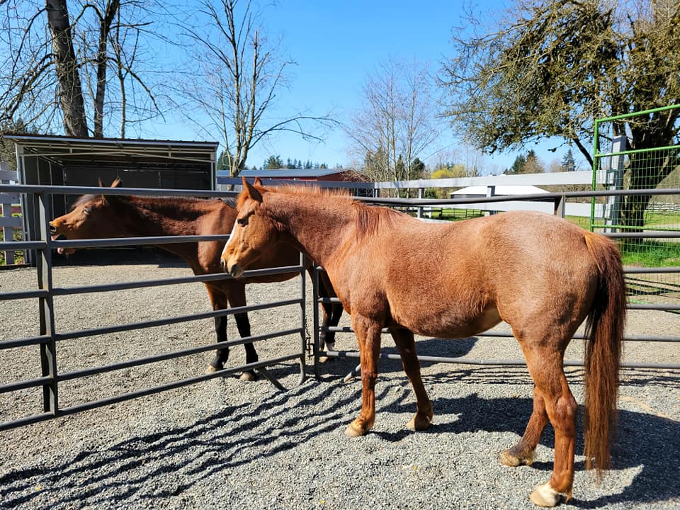 Meet Lucca and Aries