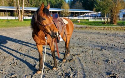 Pearl is Becoming a Riding Horse