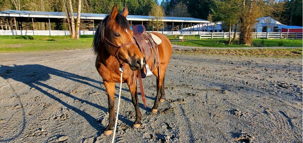 Pearl is Becoming a Riding Horse