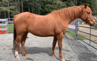 Topline for Teddy